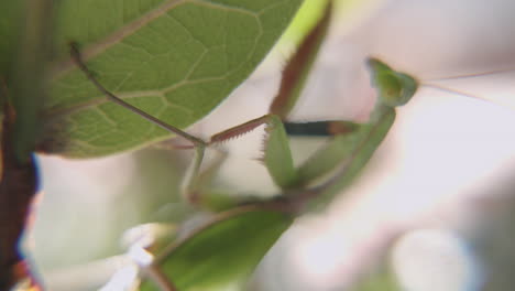Close-up-gimbal-shot-of-green-Praying-Mantis-on-shrub-leaf
