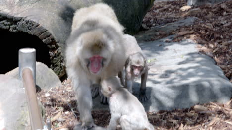 close up shot of mother monkey with there kids walking in the park