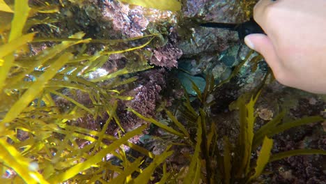 Point-View-Aufnahme-Mit-Einem-Messer,-Um-Eine-Abalone-In-Australien-Abzutrennen