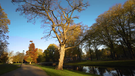 tree in a park during fall, autumn