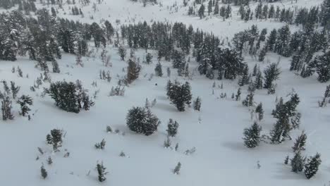 4k drone aerial footage of a skier riding down a steep hill in the snowy backcountry of the sierra nevada mountains in lake tahoe