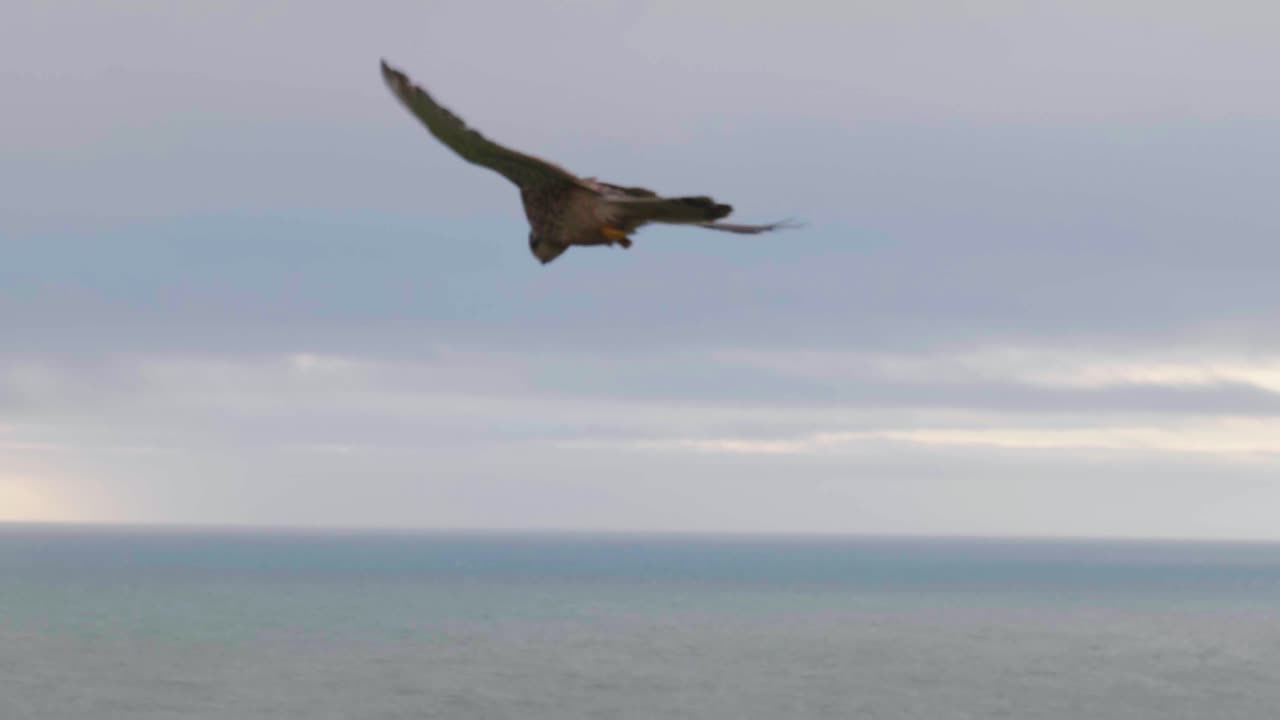 4K Cinematic slow motion wildlife shot of a kestrel falcon flying in the sky, looking for a prey to catch.