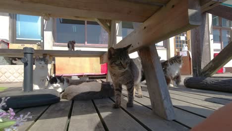 pov male playing with cat on garden terrace