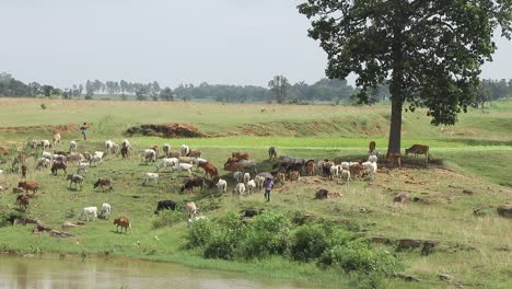 Cows-grazing-in-the-fields-near-Giridih-in-Jharkhand,-India-on-27-September,-2020