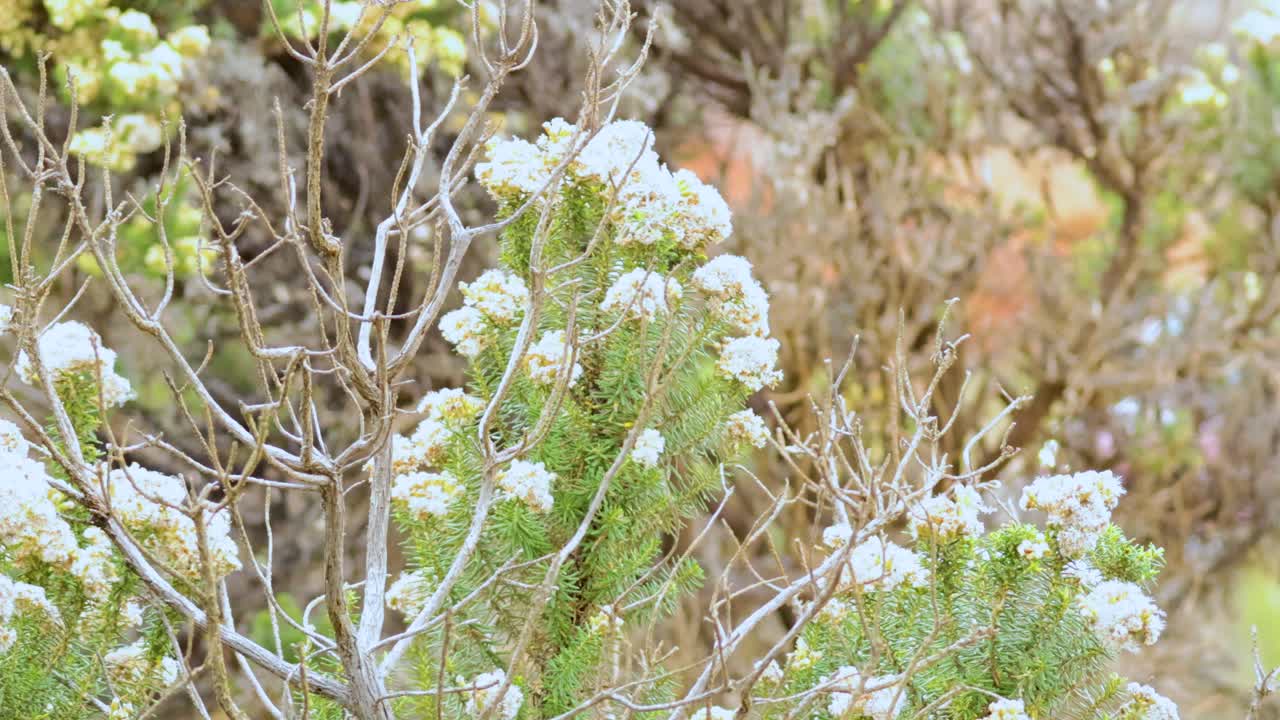 A serene scene of flowering branches swaying gently in the breeze, captured in natural lighting with a soft focus