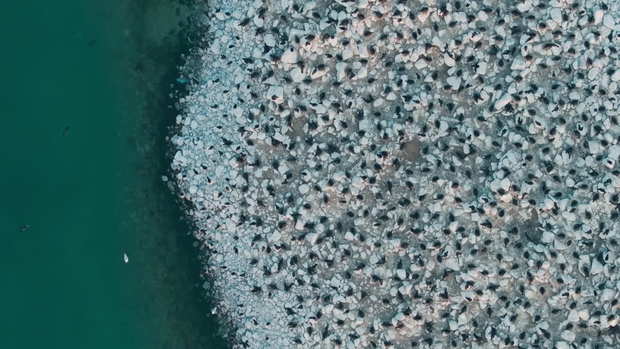 Cormorants nesting on rocky ontario shore, peaceful coastal wildlife scene, aerial view