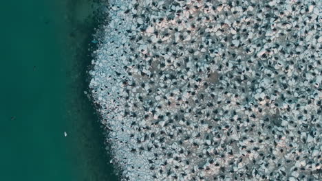 cormorants nesting on rocky ontario shore, peaceful coastal wildlife scene, aerial view