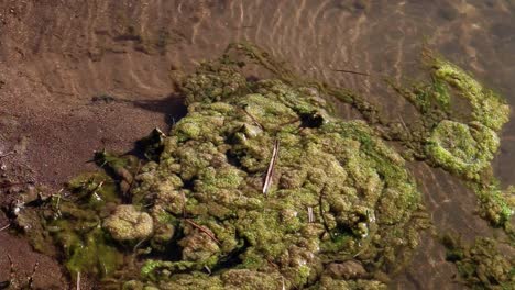 algae growing in geothermic stream. southern iceland