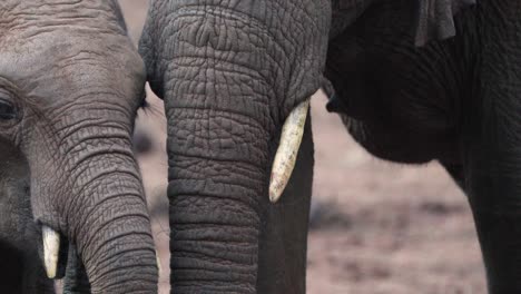 trunks of african elephant family feeding in aberdare, kenya