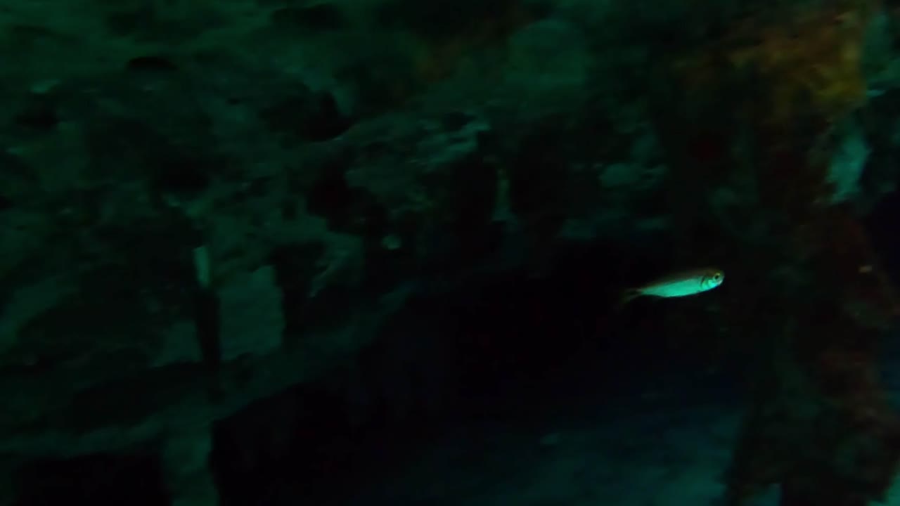 Pequenos peixes em um cenote de água doce e cristalina em Dos Ojos, Tulum