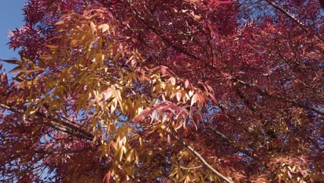 Bäume-Mit-Roten-Blättern-Während-Der-Herbstsaison-An-Einem-Sonnigen-Tag