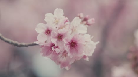 closeup of cherry blossom flowers