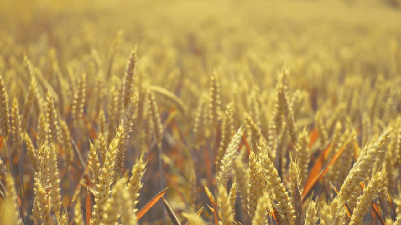 Bathed in golden light, this vast wheat field promises abundance. A serene snapshot of nature's bounty and the essence of wholesome growth.