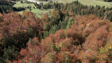 Antena-Arriba-Verde-Naranja-Copas-De-Los-árboles-Pino-árbol-Bosque-Valle-Día-Soleado