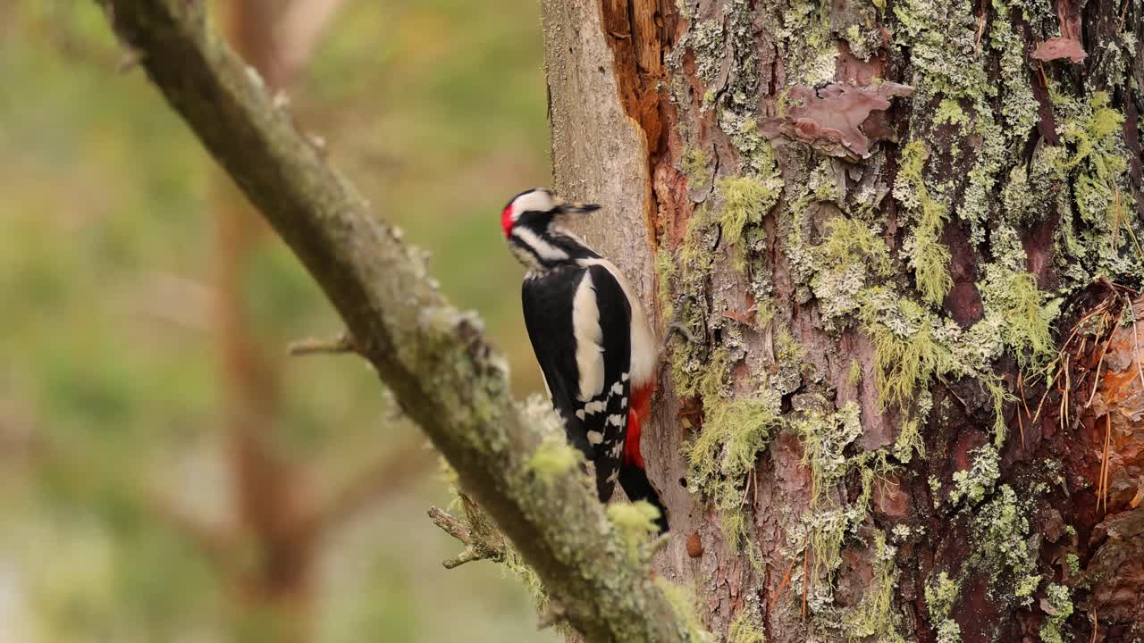 gran pájaro carpintero manchado en un árbol en busca de comida. gran carpintero manchado (dendrocopos major) es un carpintero de tamaño mediano con plumaje negro y blanco y una mancha roja en la parte inferior del vientre