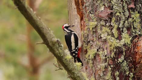 great spotted woodpecker bird on a tree looking for food. great spotted woodpecker (dendrocopos major) is a medium-sized woodpecker with pied black and white plumage and a red patch on the lower belly