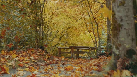 Herbstfarben-In-Einem-Wald-In-4k,-Mit-Einer-Holzbrücke-Im-Hintergrund-Vancouver,-Britisch-Kolumbien,-Kanada-In-4k