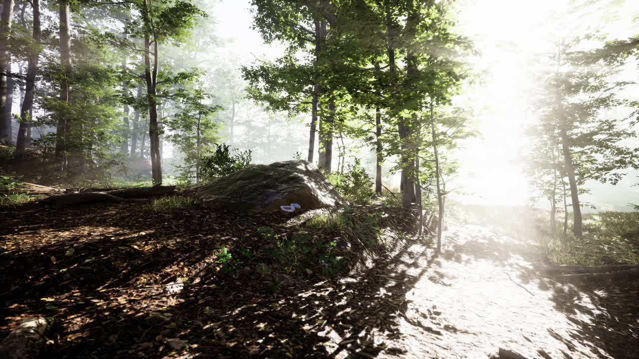 panoramic view of the majestic forest in a morning fog