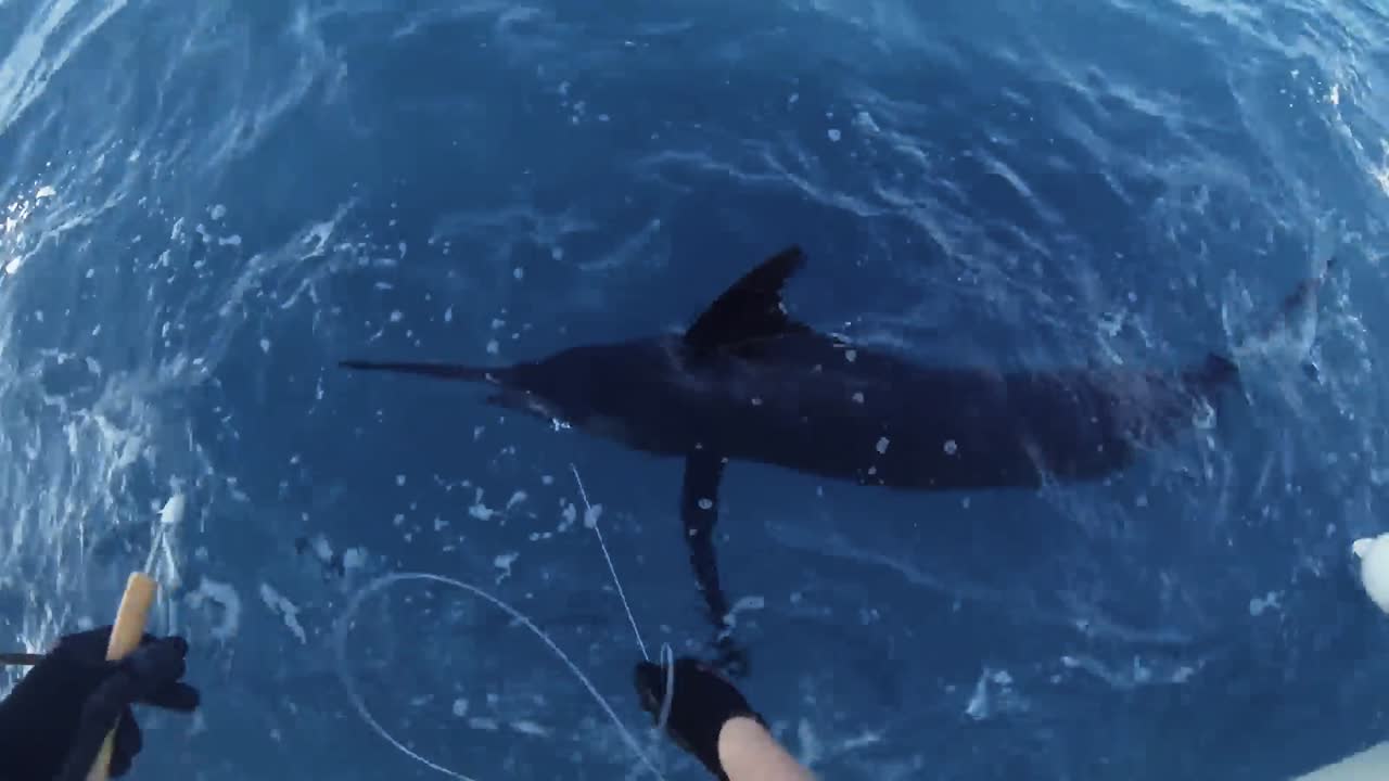 los pescadores marcan un atlántico blue marlin disparos del marlin en el agua 2010s