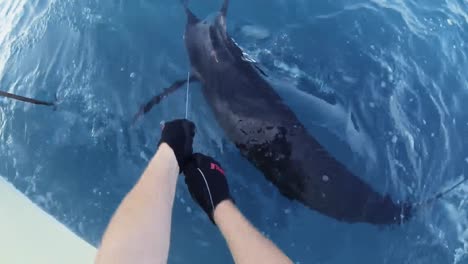 fishermen mark an atlantic blue marlin shots of the marlin in the water 2010s