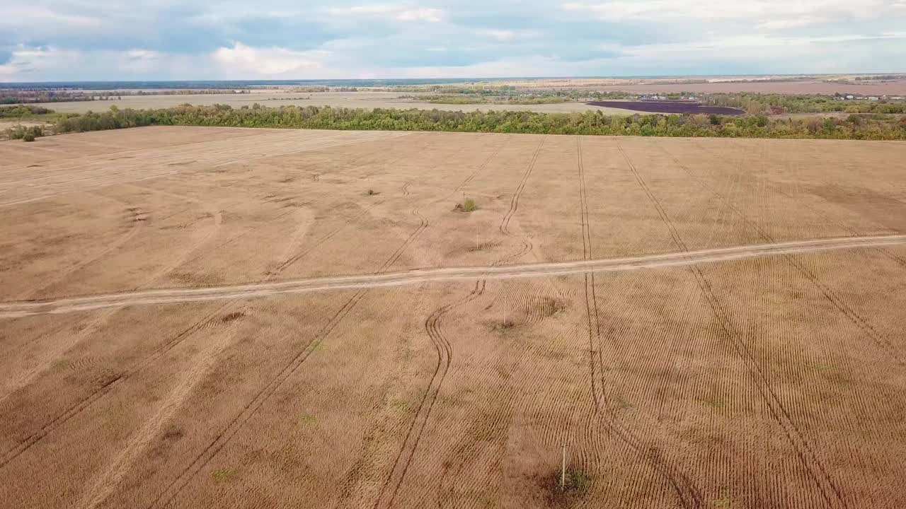 황금 밀의 공중 풍경.