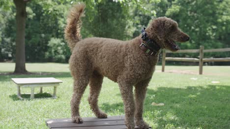 brown poodle dog performing a variety of tricks and obedience training exercise for his owner in 4k 60fps