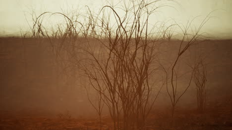 desolate foggy landscape