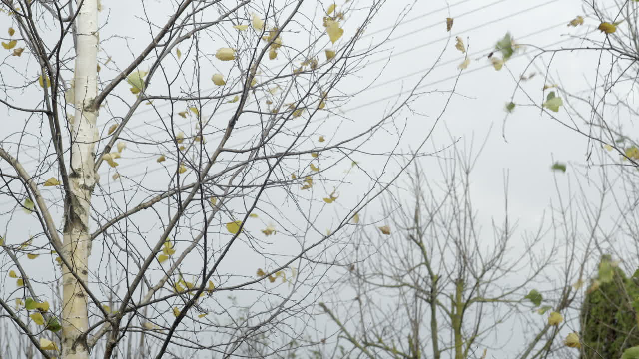 흐린 하늘 배경에 바람이 부는 벌거벗은 나무의 근접 촬영