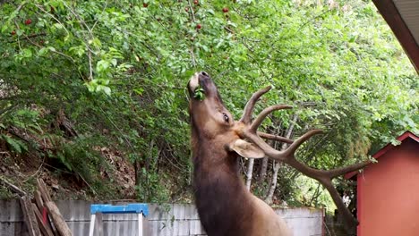 elk eating plums in back yard in a small town in canada