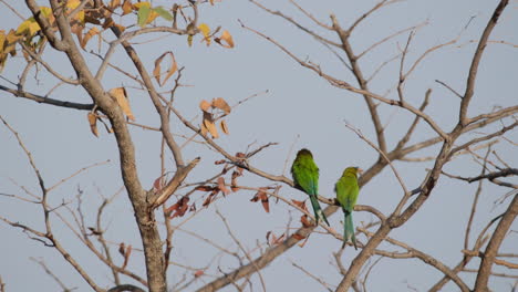 A-Pair-Of-Swallow-tailed-Bee-eater-With-A-Deeply-forked-Blue-Tails-Perching-On-Tree