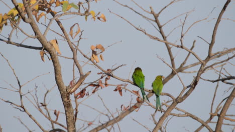 A Pair Of Swallow-tailed Bee-eater With A Deeply-forked Blue Tails Perching On Tree