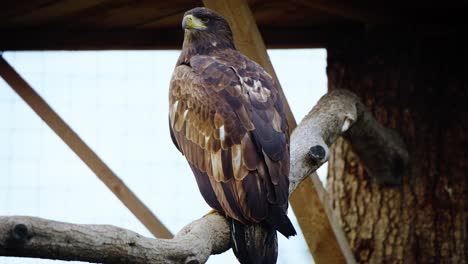 Toma-Estática-De-Un-águila-Dorada-Mirando-A-Su-Alrededor-Mientras-Está-Posado-En-Una-Rama