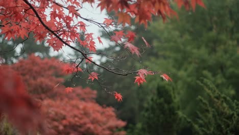 ramas con hojas rojas de otoño de arce en días lluviosos