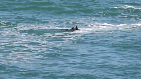 Adorable-adult-sea-otter-swimming-and-rubbing-its-body-to-stay-warm-in-Monterey-Bay,-California