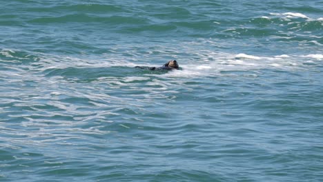 adorable adult sea otter swimming and rubbing its body to stay warm in monterey bay, california