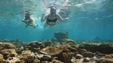 young couple snorkeling with hawksbill sea turtle feeding on reef underwater, slomo