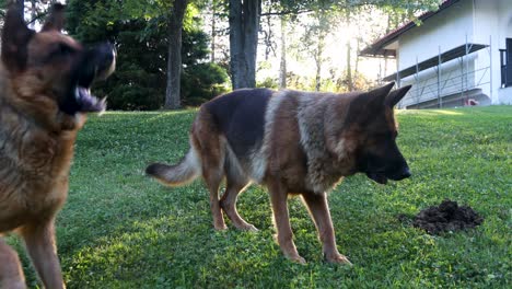 two german shepherd dogs barking and starring on a grassy field with sunlight from the background