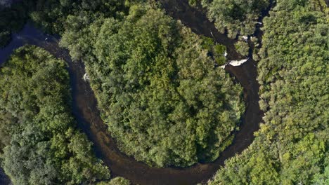 overhead drone shot of meandering river through green forest in ontario canada in summer