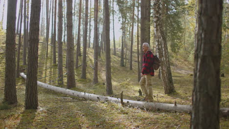 explorador de mediana edad está caminando en el bosque tranquilo y cálido día de otoño con sol brillante relajarse y disfrutar de la naturaleza