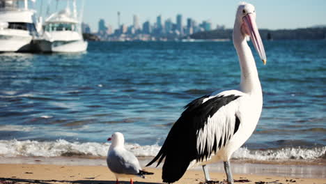 pelican with sydney cbd view