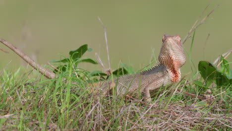 Primer-Plano-De-Un-Lagarto-Chupasangre-Disfrutando-Del-Sol-De-La-Mañana-En-La-Hierba-Verde