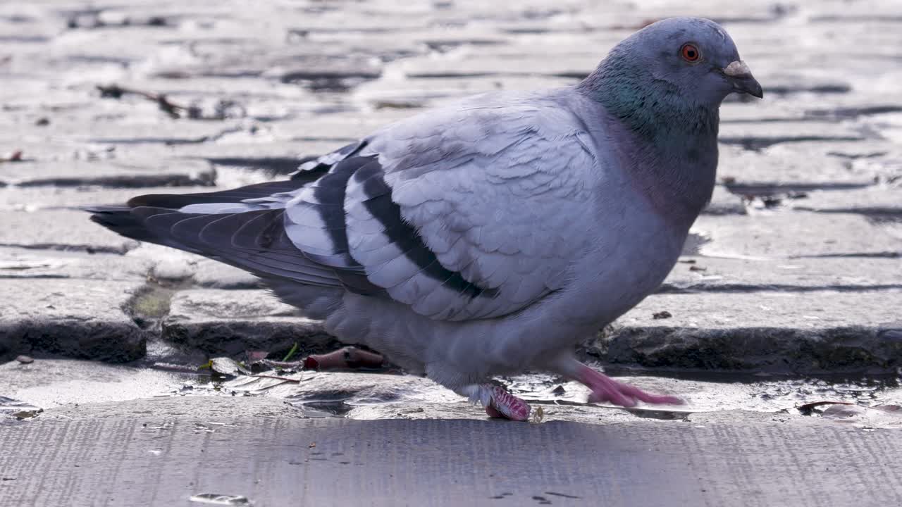 Piccione selvatico con una zampa ferita che beve acqua da una pozzanghera stradale. Momento crudo di vita selvatica urbana che mostra la sopravvivenza nell'ambiente cittadino.