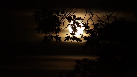 oaktree leaves move in wind creating a silhouette backlit by yellow full moon supermoon in the background