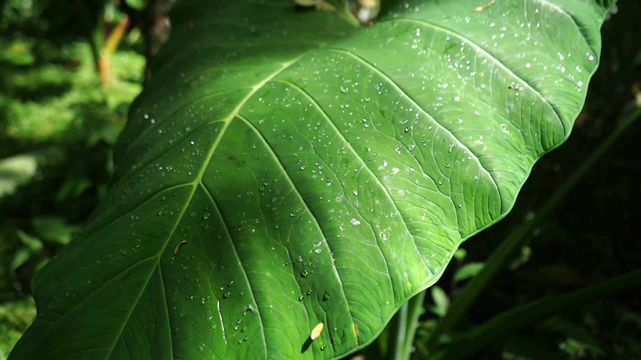 The surface of green leaves of elephant ear plant or taro leaves with water drop in the tropical forest with a beam of sunlight