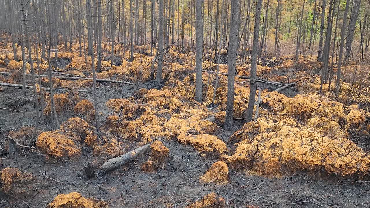 View of the burnt ground and forest after the fire, natural disaster in woodland