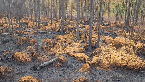 view of the burnt ground and forest after the fire, natural disaster in woodland