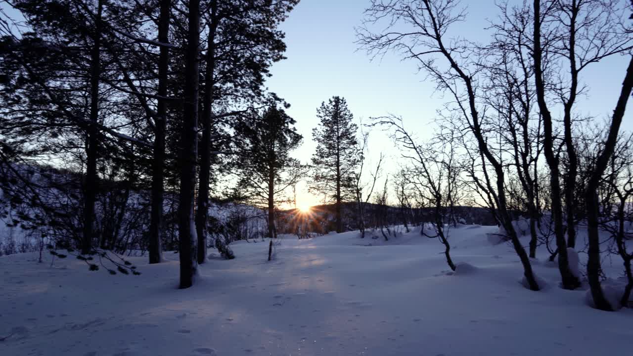 Panoreringsbillede af solopgang/solnedgang set fra en sneklædt granskov