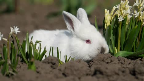 little rabbit sits in white flowers 4 in the video
