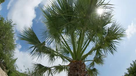 ojo de pez palmera 00