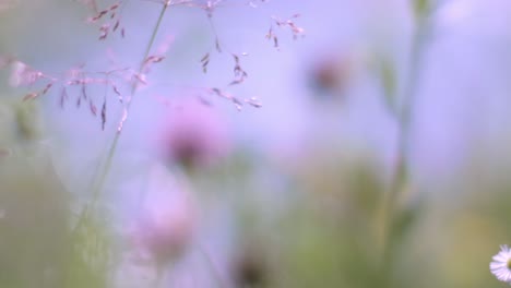 flores de verano con un fondo de río